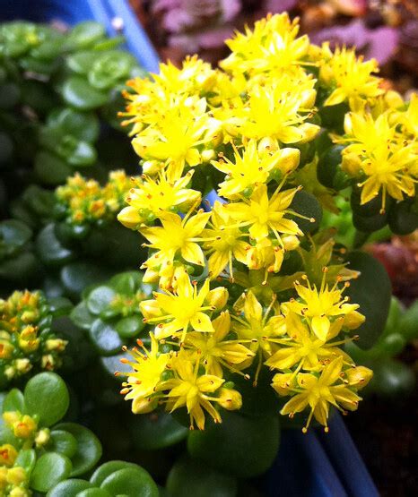 圓葉萬年草|﻿丸葉萬年草、圓葉景天、黃金丸葉萬年草 Sedum makinoi 『ogon’